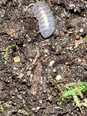 Armadillidium vulgare
