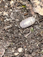 Armadillidium vulgare