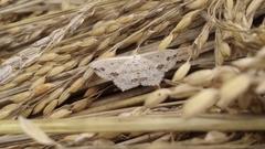 Scopula pulchellata agg