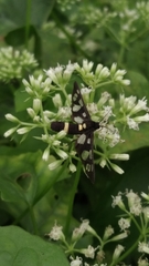 Amata sperbius
