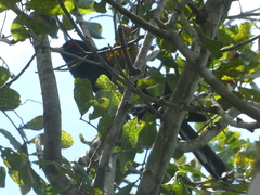 Eudynamys orientalis cyanocephalus