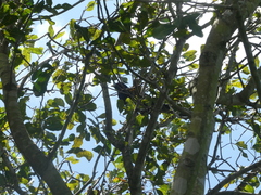 Eudynamys orientalis cyanocephalus