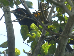 Eudynamys orientalis cyanocephalus