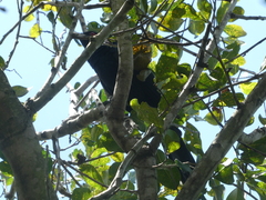 Eudynamys orientalis cyanocephalus