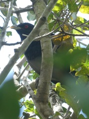 Eudynamys orientalis cyanocephalus