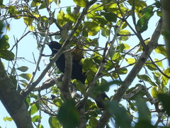 Eudynamys orientalis cyanocephalus