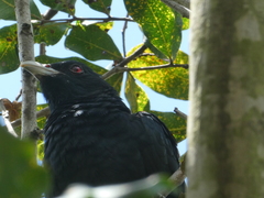 Eudynamys orientalis cyanocephalus