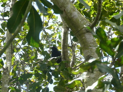 Eudynamys orientalis cyanocephalus
