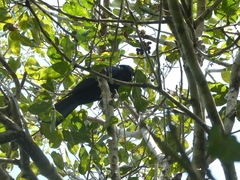 Eudynamys orientalis cyanocephalus