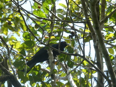 Eudynamys orientalis cyanocephalus
