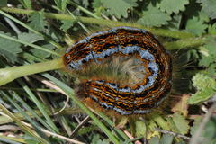 Malacosoma franconicum