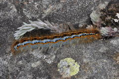 Malacosoma franconicum