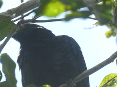 Eudynamys orientalis cyanocephalus