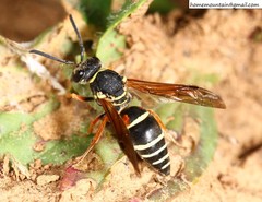 Pseudepipona valentinae