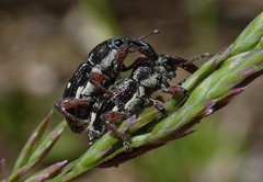 Aoplocnemis rufipes