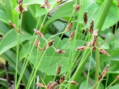Bulbostylis hispidula pyriformis
