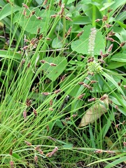 Bulbostylis hispidula pyriformis