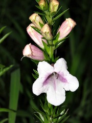 Graderia scabra image