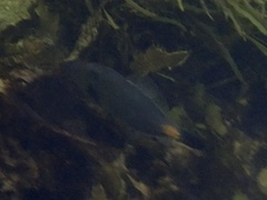 Meuschenia flavolineata