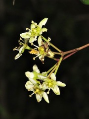 Putterlickia neglecta