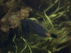 Meuschenia flavolineata