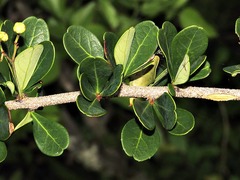 Putterlickia neglecta