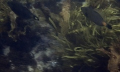 Meuschenia flavolineata