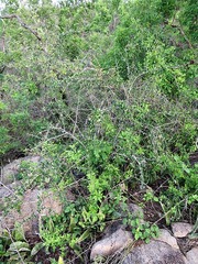 Putterlickia neglecta