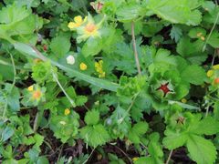 Potentilla hebiichigo