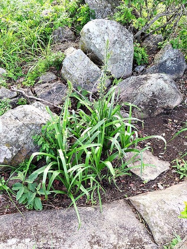 Albuca abyssinica image