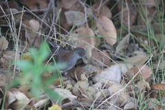 Laterallus jamaicensis coturniculus