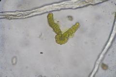 Grimmia alpestris