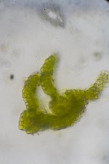 Grimmia alpestris