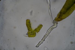 Grimmia alpestris
