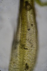 Grimmia alpestris