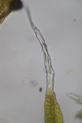 Grimmia alpestris