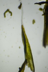 Grimmia alpestris