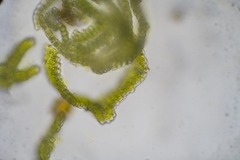 Grimmia alpestris