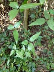 Clematis formosana