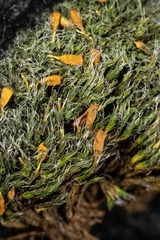 Grimmia alpestris