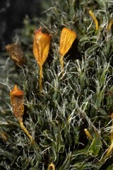 Grimmia alpestris