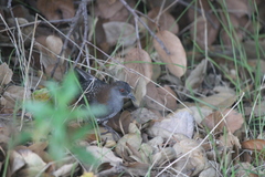 Laterallus jamaicensis coturniculus