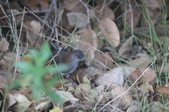 Laterallus jamaicensis coturniculus