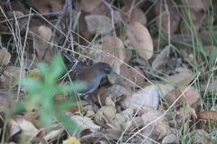 Laterallus jamaicensis coturniculus