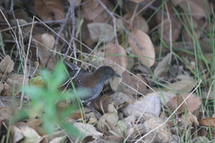 Laterallus jamaicensis coturniculus