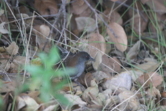 Laterallus jamaicensis coturniculus