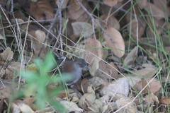 Laterallus jamaicensis coturniculus