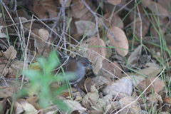 Laterallus jamaicensis coturniculus