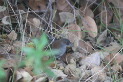 Laterallus jamaicensis coturniculus