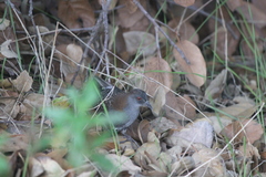 Laterallus jamaicensis coturniculus